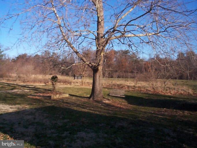 549 Burns Crossing Road Gambrills, MD 21054 - Photo 8 of 8 a view of yard with tree in front of it