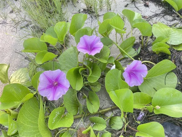 $1,499,999 | 107 Desota Street, Fort Pierce, FL 34949