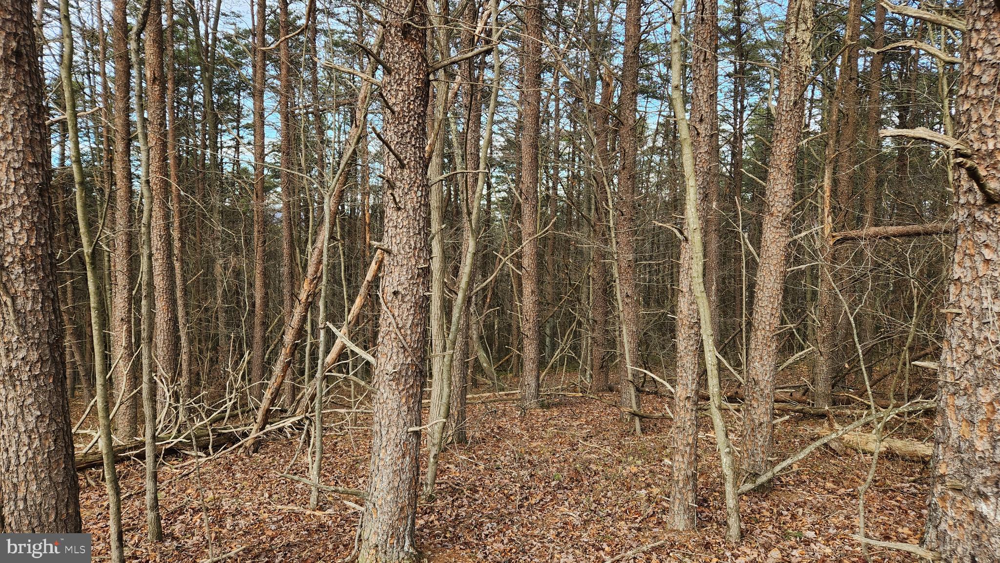 11901 Price Road Northeast Little Orleans, MD 21766 - Photo 1 of 8