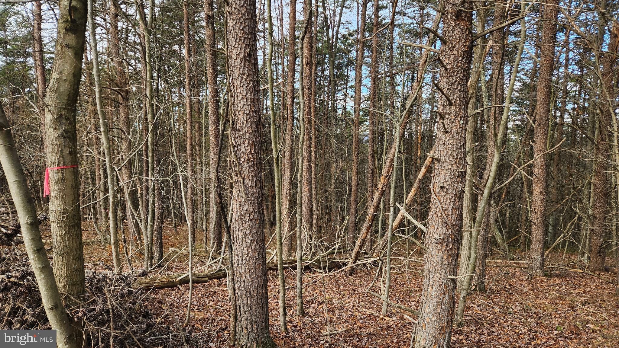 11901 Price Road Northeast Little Orleans, MD 21766 - Photo 3 of 8