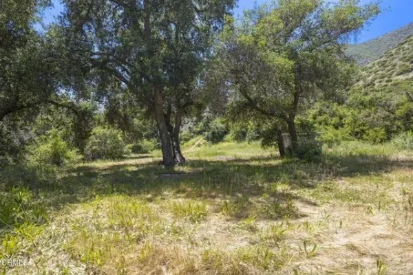a view of a yard with a tree