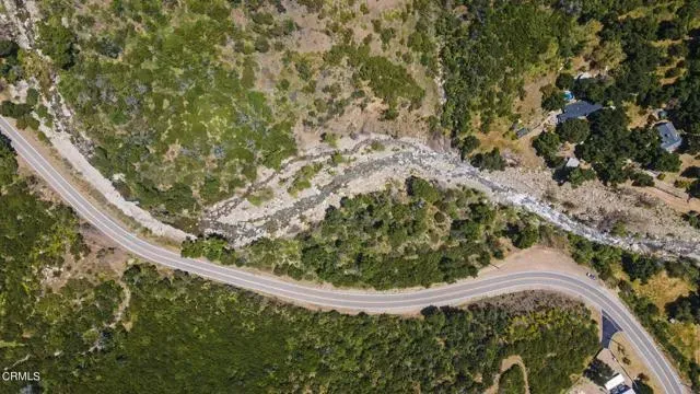 a picture of a tree in a forest