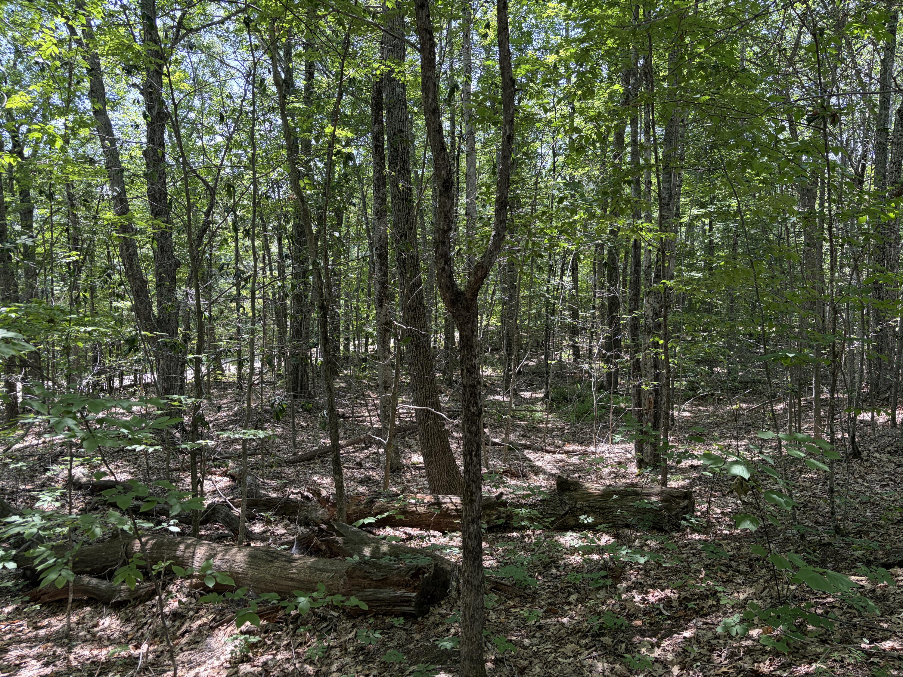 3.41-acres Belden Woods Road Palermo, ME 04354 - Photo 11 of 17 IMG_8410