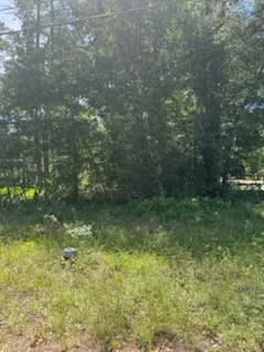 a view of a yard