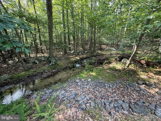 a view of a forest with trees
