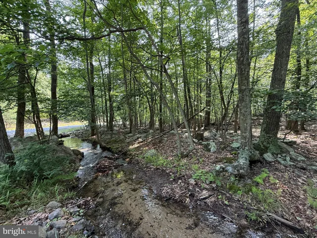 a view of a forest with trees in the background