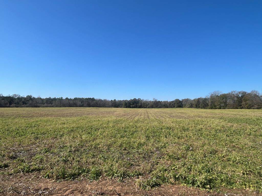 31.5-ac 31.5-ac Rammer Loop Road Dothan, AL 36301 - Photo 1 of 49 Main View