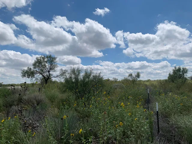 a view of a lot of trees