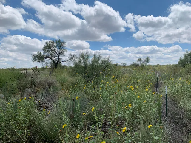 a view of a lot of trees