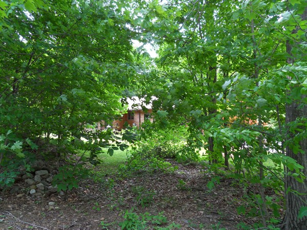 206 County Road Woodstock, CT 06281 - Photo 1 of 24 a view of a lush green forest