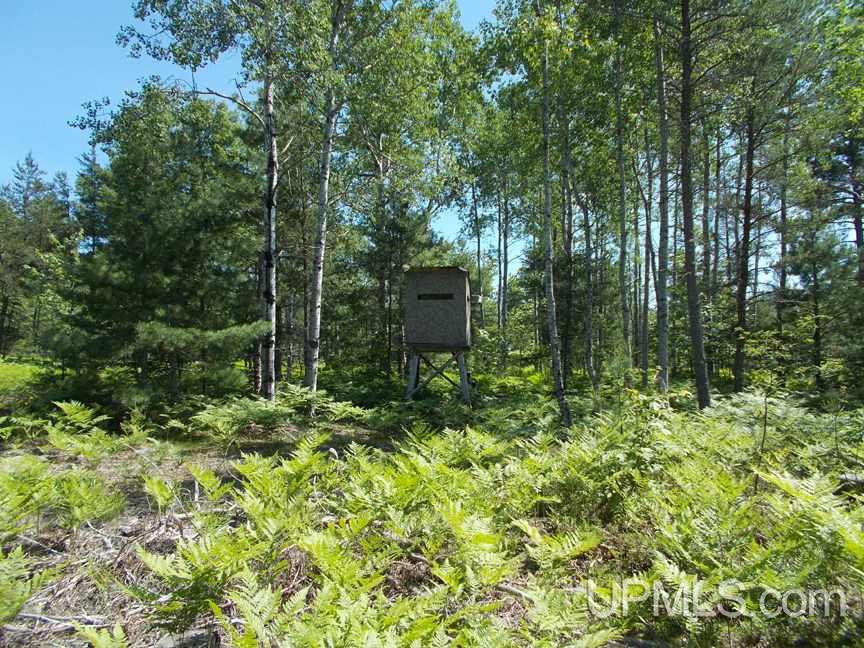 Tbd 155 Acres Off Reservoir Dam Road Seney, MI 49883 - Photo 11 of 23