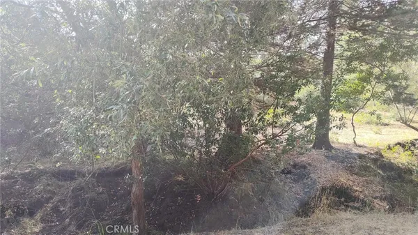 a view of trees and covered with tall trees