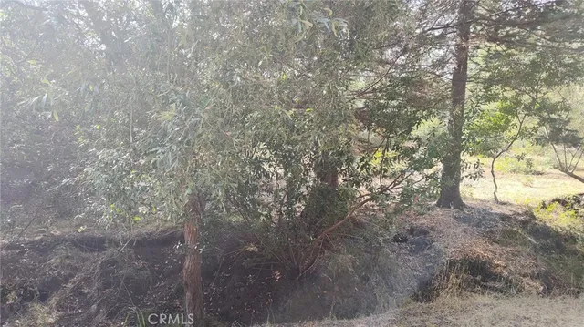 a view of trees and covered with tall trees