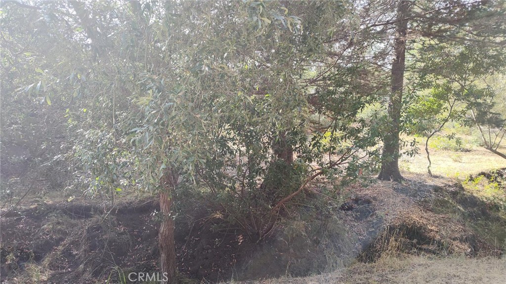3236 Gleason Street Cambria, CA 93428 - Photo 4 of 7 a view of trees and covered with tall trees
