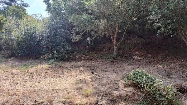 a view of a yard with plants and trees