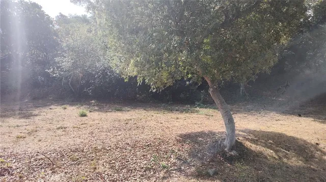 a view of a yard with a tree