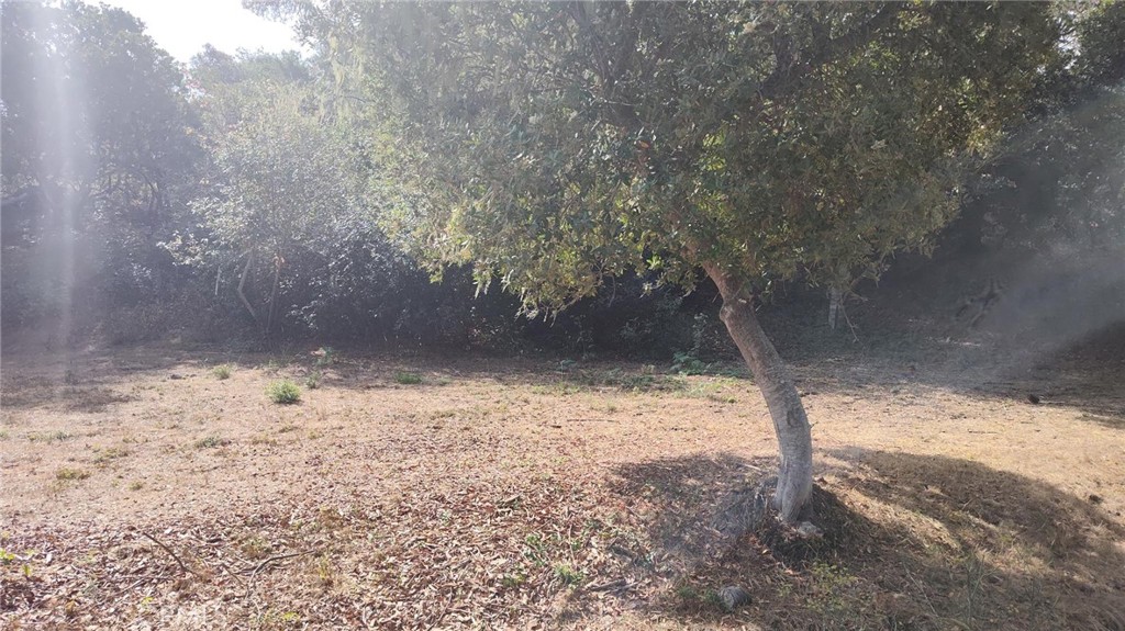 3236 Gleason Street Cambria, CA 93428 - Photo 6 of 7 a view of a yard with a tree