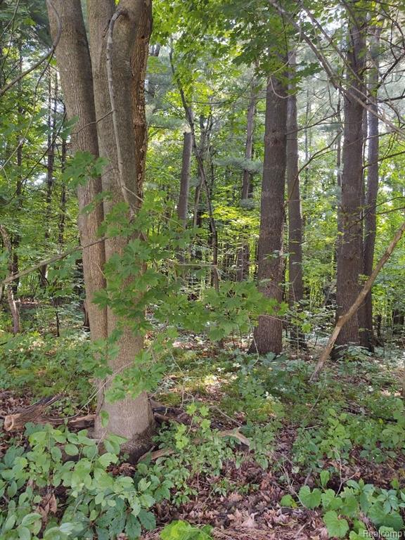 0 Castle Road Otter Lake, MI 48464 - Photo 3 of 7 Gallery Image 3