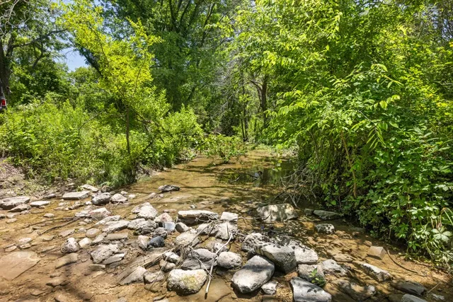 a plant view in yard