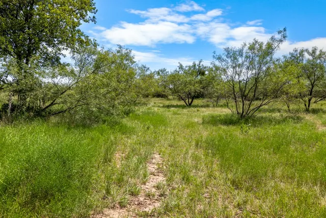 a view of bushes and trees
