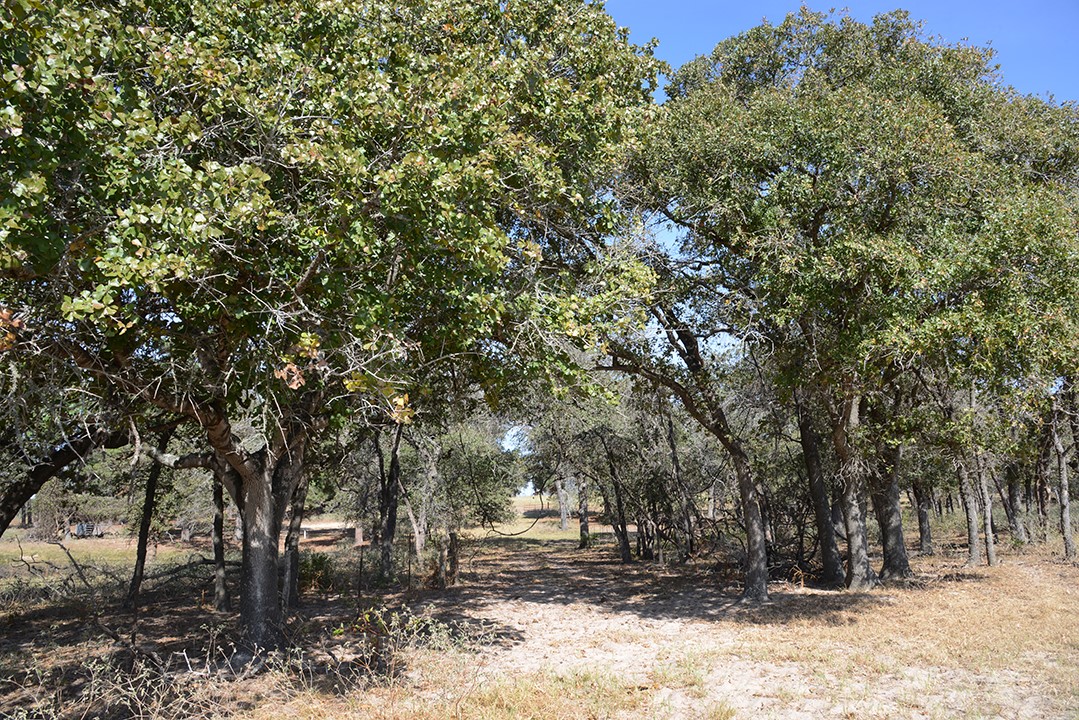 Fm466 Pine Ranch Road Seguin, TX 78155 - Photo 16 of 22