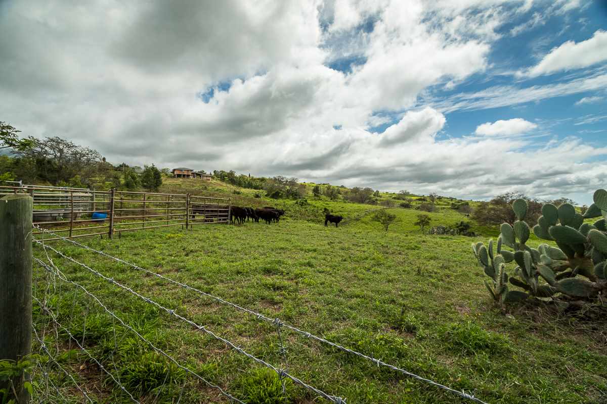 0 Naalae Road Kula, HI 96790 - Photo 2 of 11 a view of a garden with an umbrella