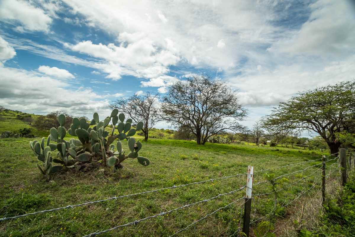 0 Naalae Road Kula, HI 96790 - Photo 7 of 11 a view of an outdoor space and yard
