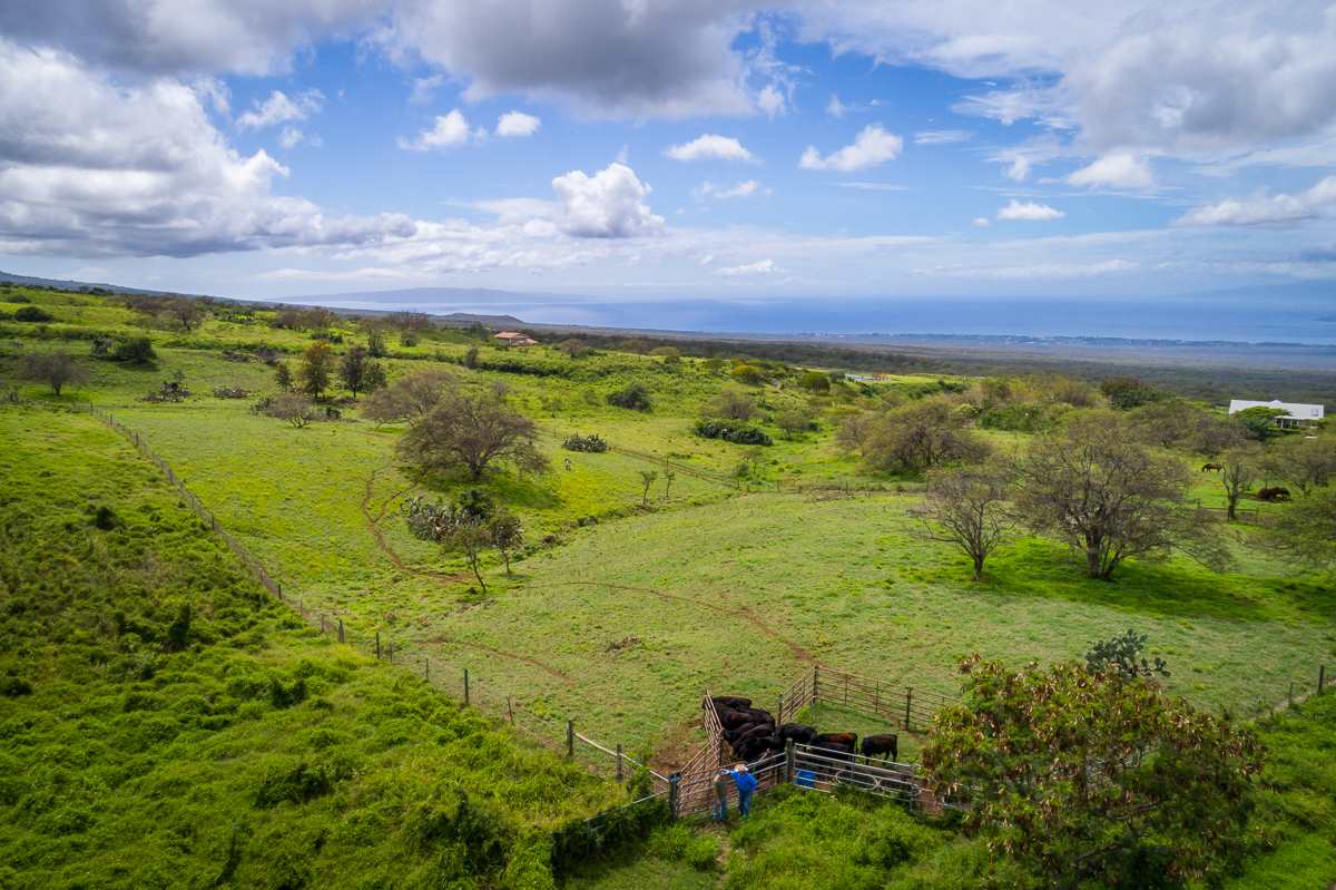 0 Naalae Road Kula, HI 96790 - Photo 8 of 11 a view of a garden