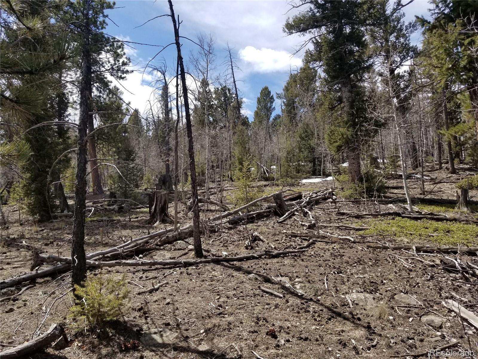 654 Bellows Road Hartsel, CO 80449 - Photo 4 of 8 a view of a forest with a tree