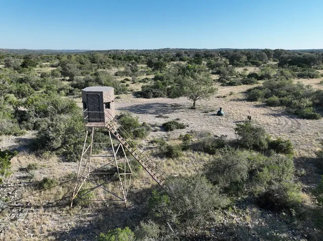 a view of a tree in a yard