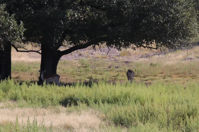 a living room with lots of furniture and a view of dining table
