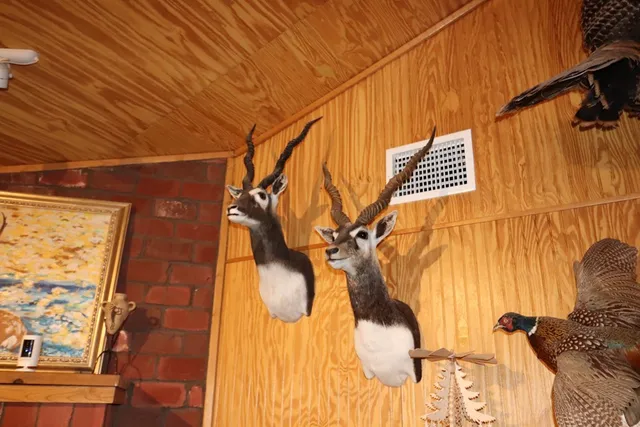 a view of a dry yard with lots of bushes