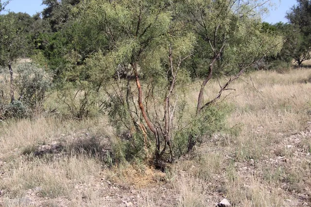 $1,199,000 | 3618 Sd 52100, Rocksprings, TX 78880