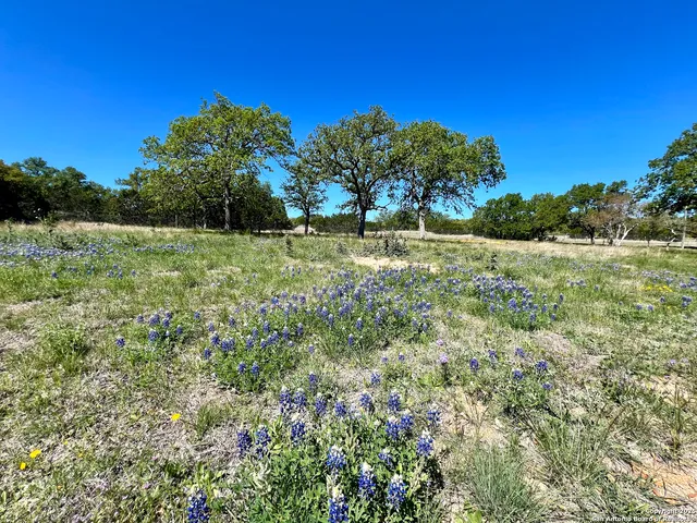 a view of a field with large trees