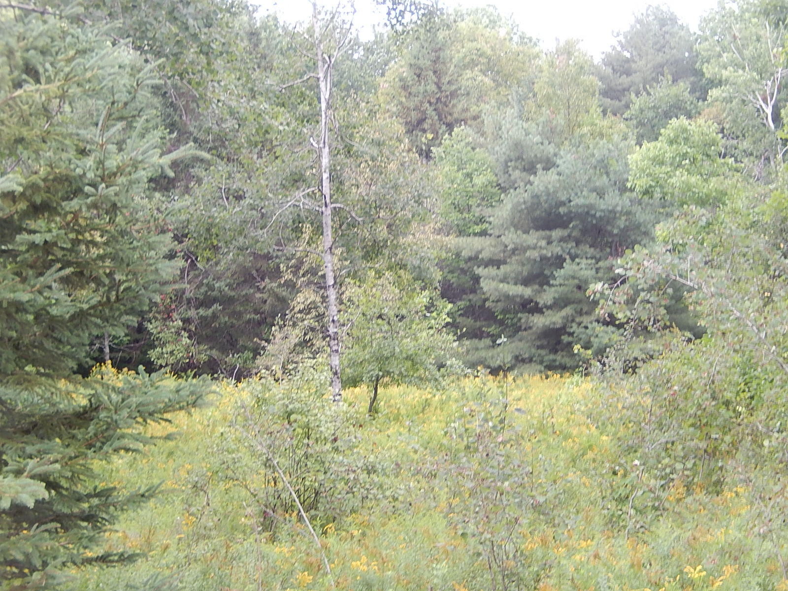 1057 North Palermo Road Freedom, ME 04941 - Photo 2 of 11 DSCN0021