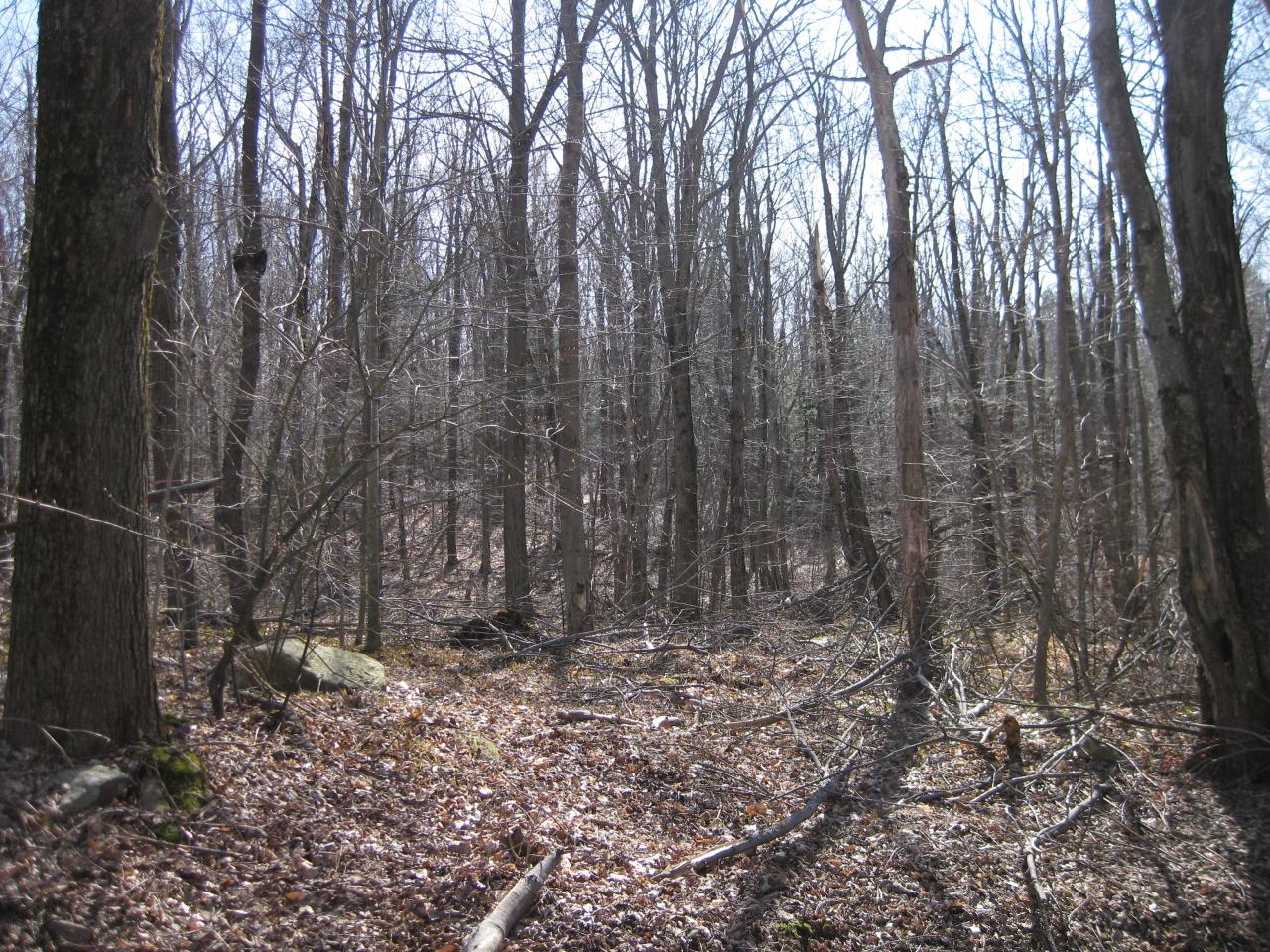 Suriner Road Becket, MA 01223 - Photo 3 of 4 a view of outdoor space with lots of trees
