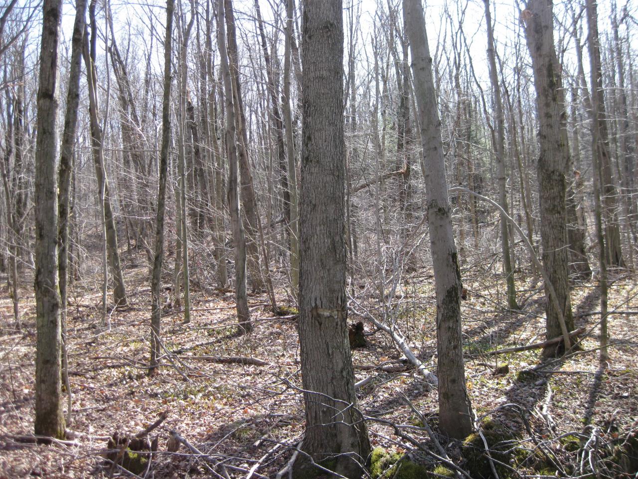 Suriner Road Becket, MA 01223 - Photo 4 of 4 a view of a yard with lots of trees
