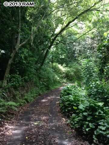 0 Haiku Road Haiku, HI 96708 - Photo 9 of 16 a view of a forest with lots of trees