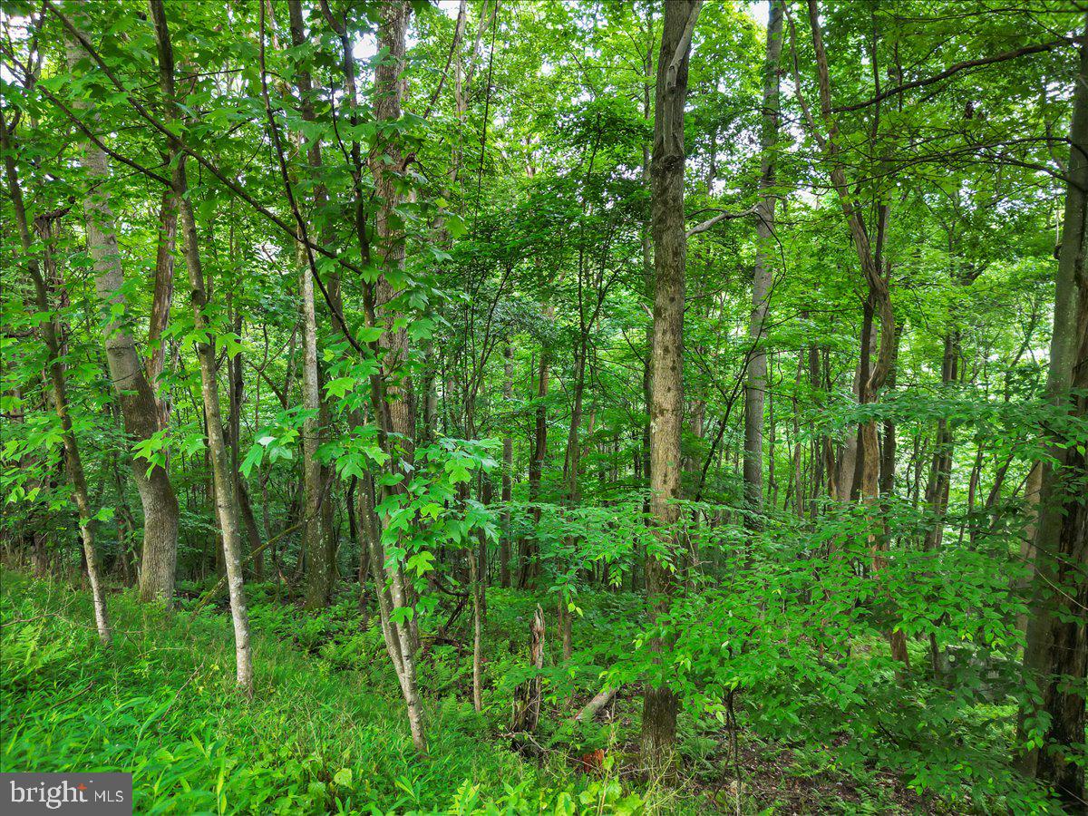 611 Timber Trail McHenry, MD 21541 - Photo 28 of 31