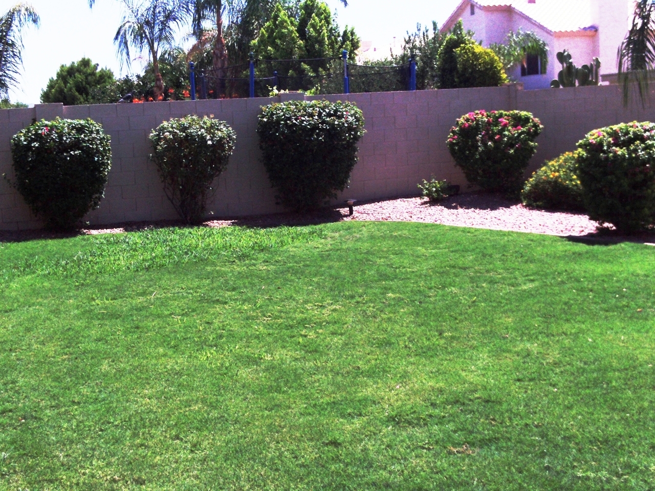 3513 East Clark Road Phoenix, AZ 85050 - Photo 8 of 27 back yard grass