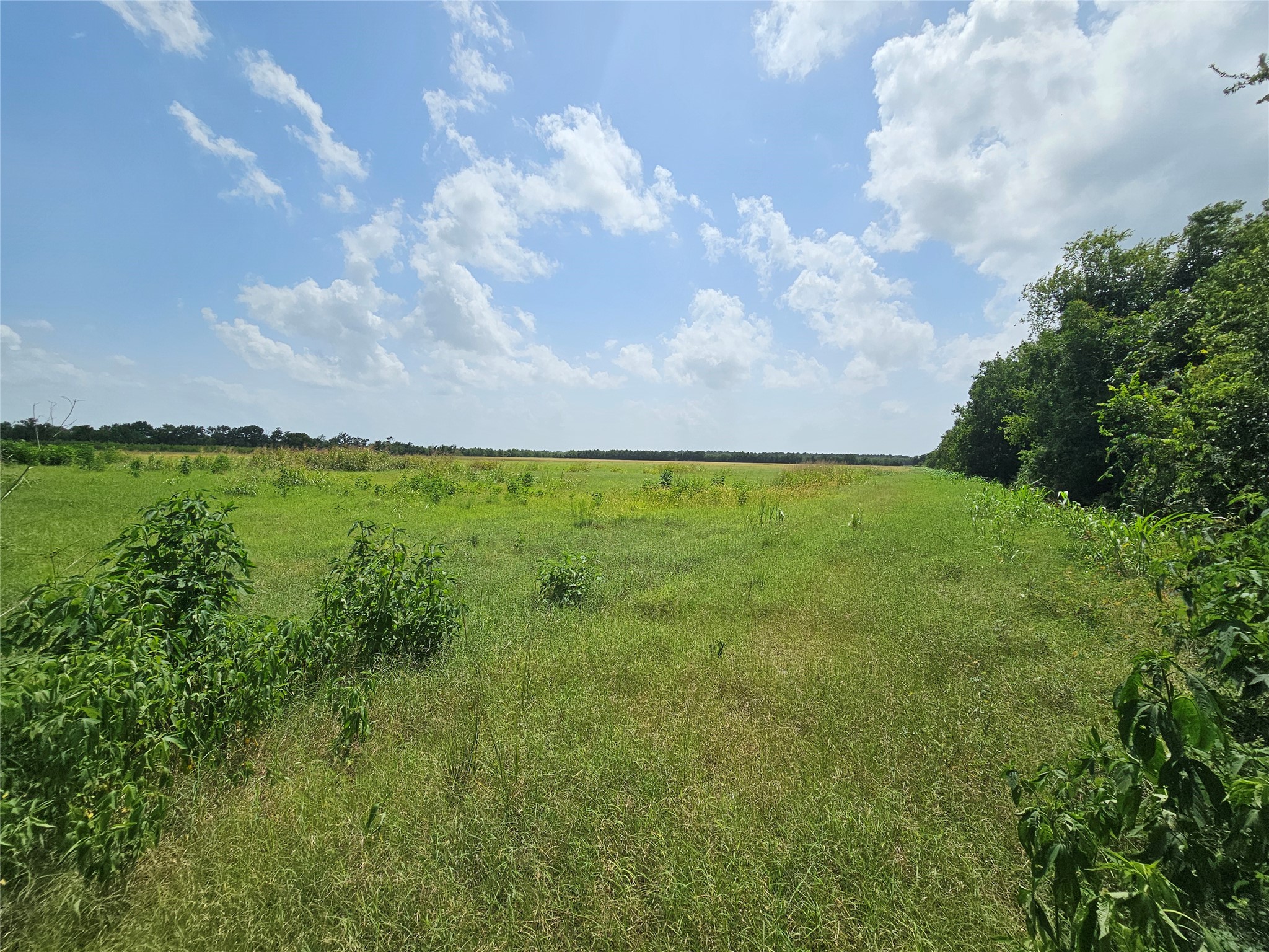North Lot Peters Road Crosby, TX 77532 - Photo 2 of 6 Looking west along north property line