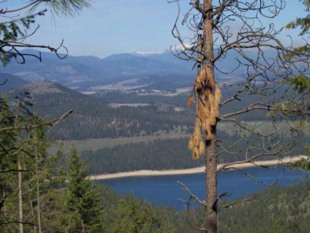 Lot B Off Bissell Road Gifford, WA 99131 - Photo 1 of 8