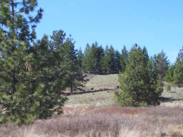 Lot B Off Bissell Road Gifford, WA 99131 - Photo 5 of 8