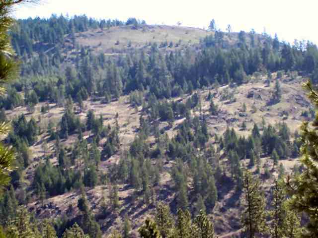 Lot B Off Bissell Road Gifford, WA 99131 - Photo 6 of 8