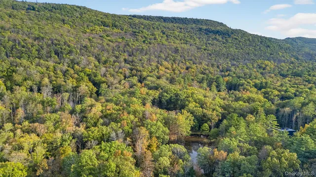 a view of a forest with a street