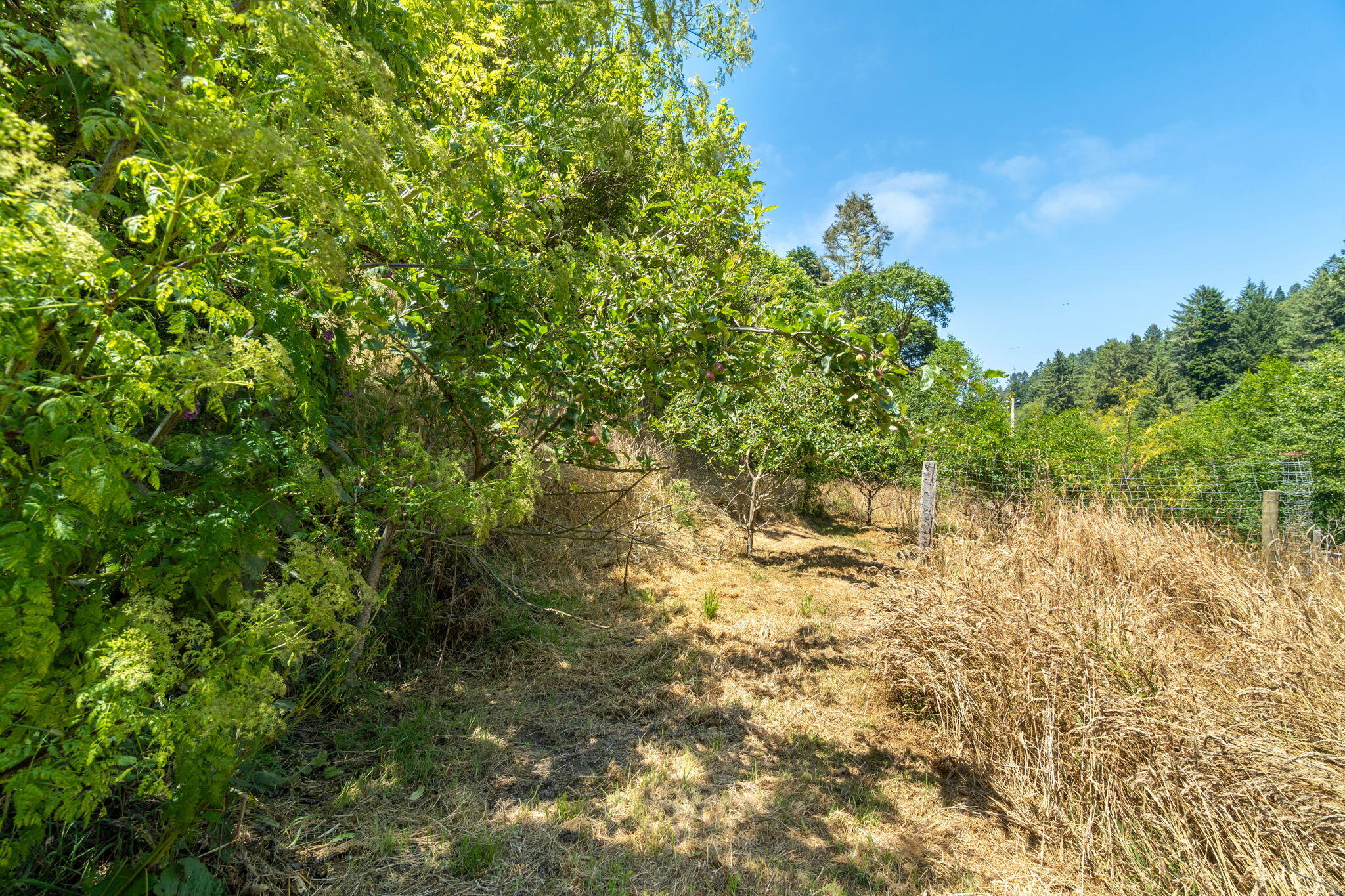 755-763 Oeschger Road Ferndale, CA 95536 - Photo 20 of 36 a view of a tree in a yard