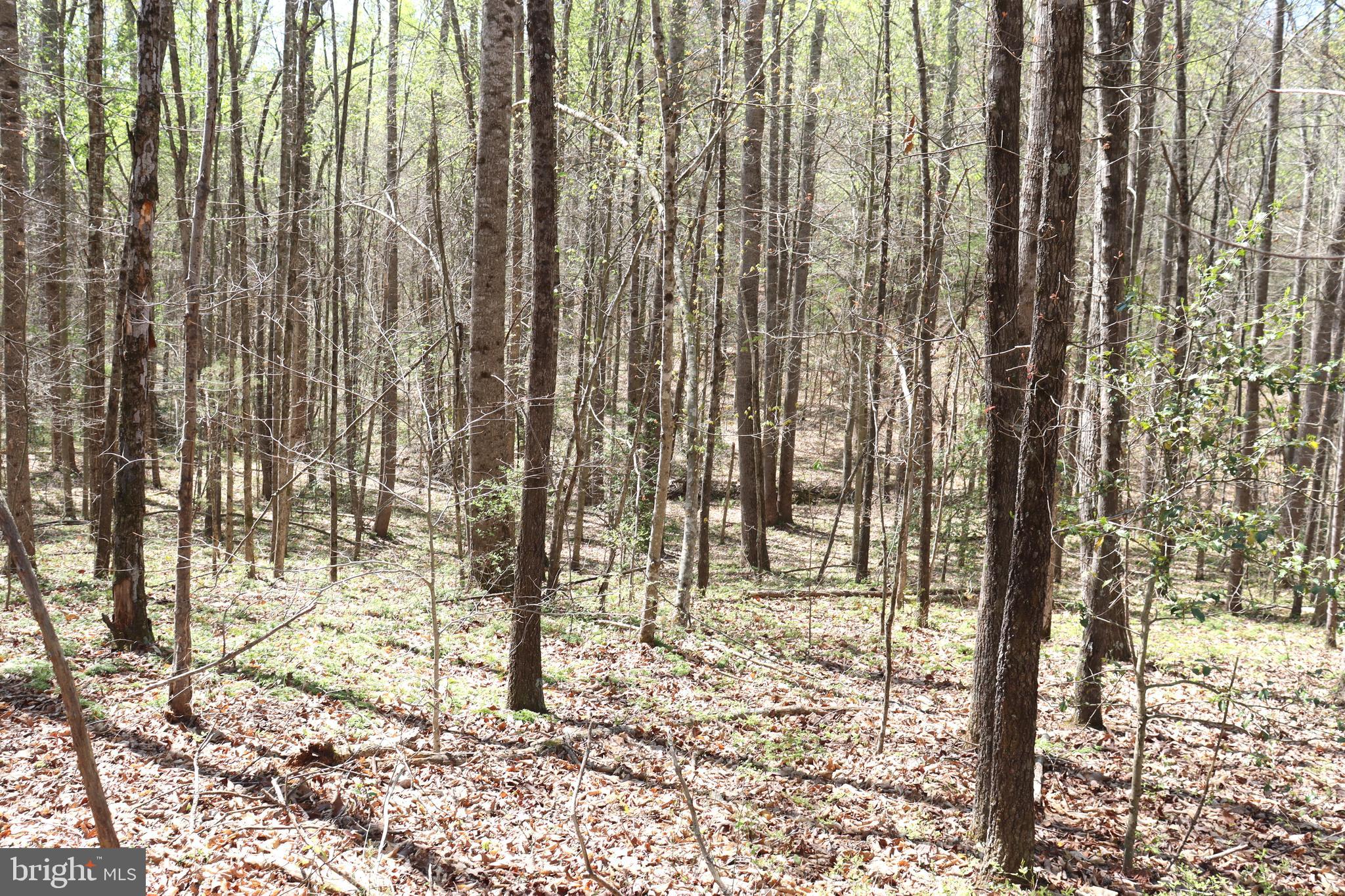 Snake Castle Road Sumerduck, VA 22742 - Photo 15 of 21 Wooded
