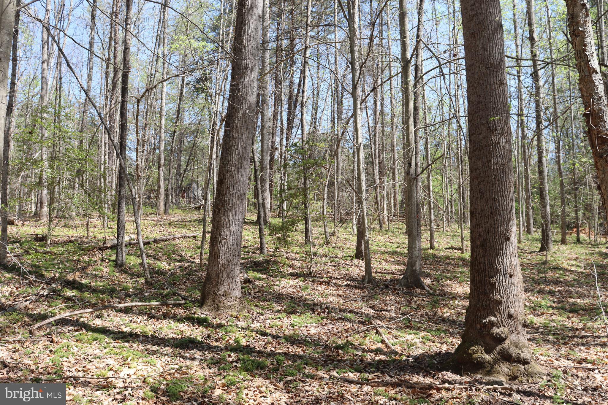 Snake Castle Road Sumerduck, VA 22742 - Photo 16 of 21 Wooded