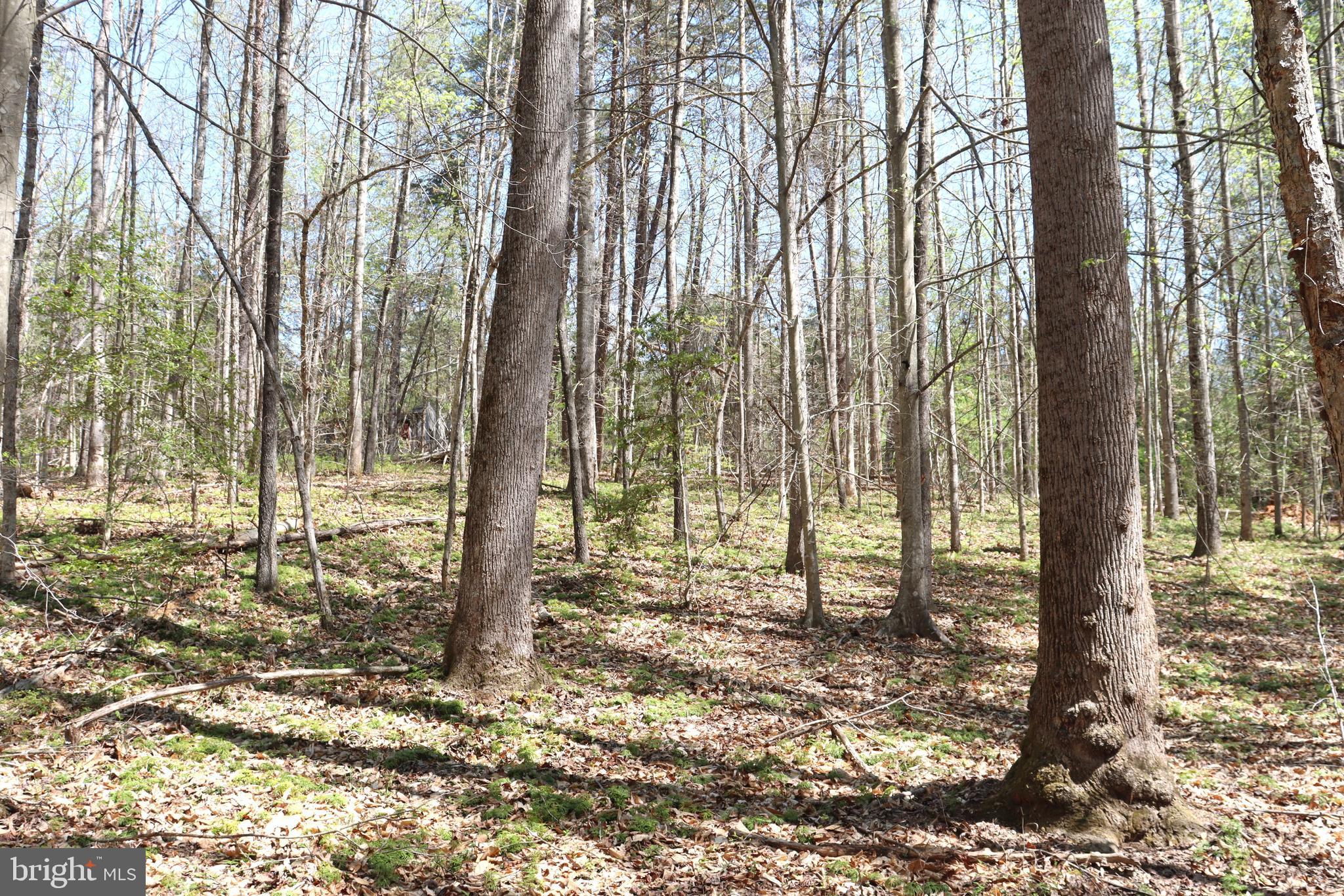Snake Castle Road Sumerduck, VA 22742 - Photo 17 of 21 Wooded