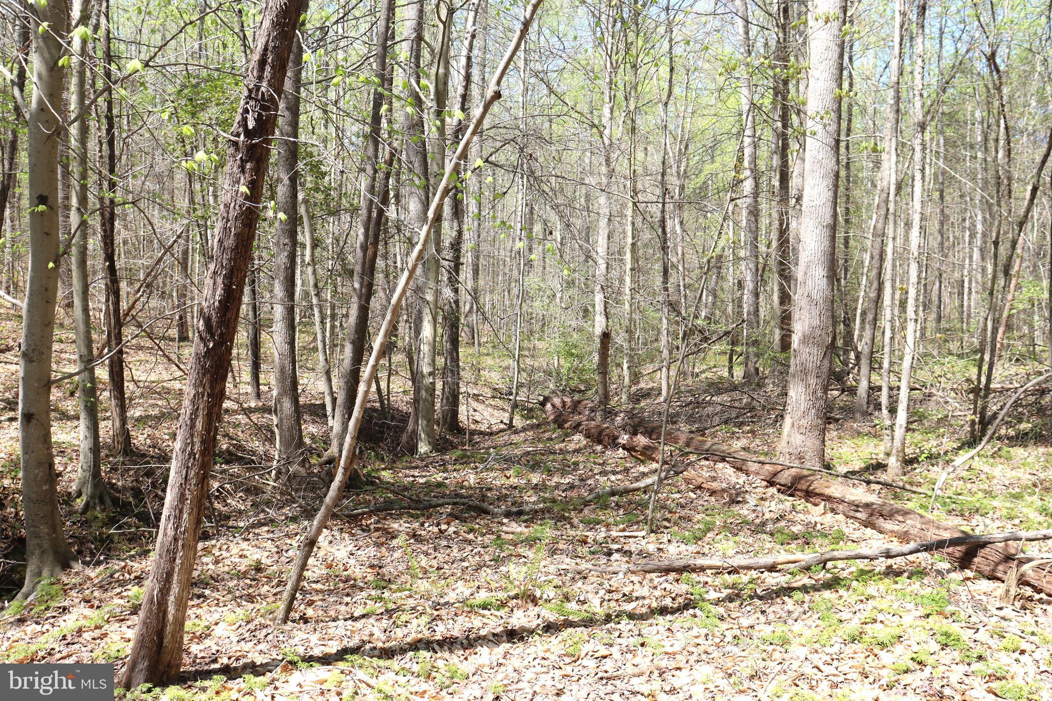 Snake Castle Road Sumerduck, VA 22742 - Photo 18 of 21 Wooded